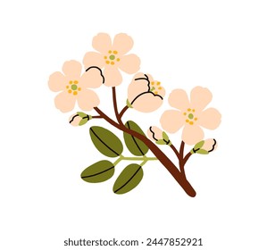 Cherry blossom twig. Delicate spring flowers on tree branch. Beautiful blooming floral plant sprig, gentle summer buds. Botanical natural flat vector illustration isolated on white background