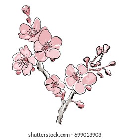 cherry blossom vector