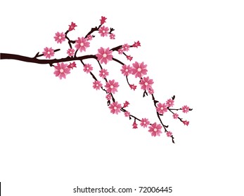 cherry blossom - vector