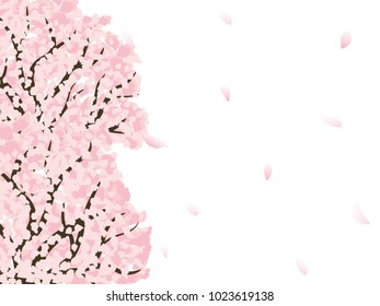 Cherry blossom vector background.