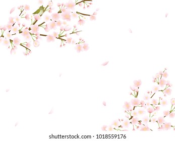 Cherry blossom vector frame.