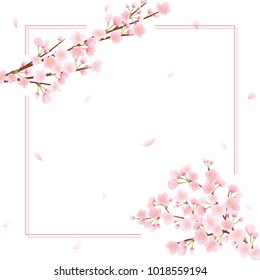 Cherry Blossom Vector Frame.