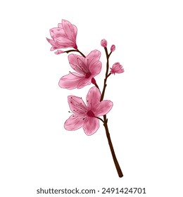 cherry blossom vector cherry blossom illustration