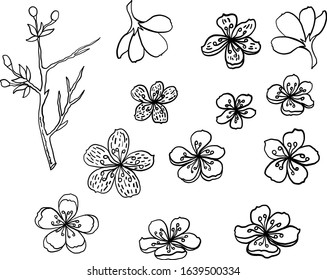 Cherry blossom vector illustration on white isolated.Peach blossom for doodle art on background.Sakura vector for tattoo design.Symbol flower of Japanese.Plum blossom collection.beautiful floral.