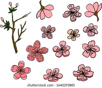 Cherry blossom vector illustration on white isolated.Peach blossom for doodle art on background.Sakura vector for tattoo design.Symbol flower of Japanese.Plum blossom collection.beautiful floral.