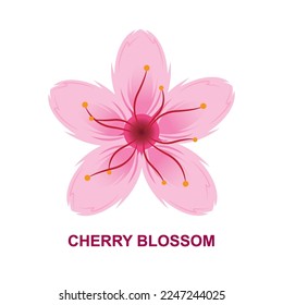 Cherry Blossom Vector Illustration with white background