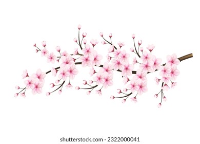 Cherry blossom vector. pink sakura flower background. cherry blossom flower blooming vector