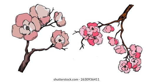 Vetor de flor de cerejeira. Fundo de flor de sakura rosa. Vetor de flor de flor de cerejeira. Ramo de flor de cereja com flor de sakura. Sakura sobre fundo branco.