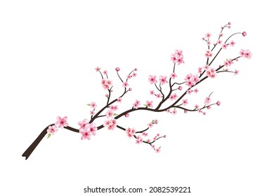 Cherry blossom with watercolor Sakura flower. Cherry blossom branch with pink Sakura flower blooming. Realistic watercolor cherry flower vector. Sakura branch vector on white background.