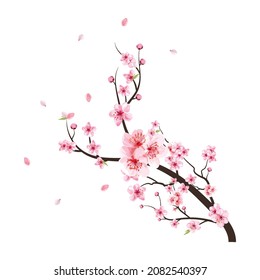 Cherry blossom with watercolor Sakura flower branch. Realistic watercolor Sakura flower vector. Cherry blossom branch with pink flower blooming. Pink Sakura branch vector on white background.