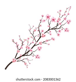 Cherry blossom with watercolor Sakura flower. Cherry blossom branch with pink blooming Sakura flower. Realistic watercolor cherry flower. Sakura branch vector on white background. Blossom flower.