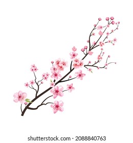 Cherry blossom with watercolor Sakura flower blooming. Realistic watercolor cherry flower vector. Sakura branch. Cherry blossom branch with pink Sakura flower vector. Japanese Cherry blossom.