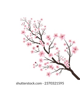Cherry blossom with watercolor Sakura flower branch. Pink Sakura flower and branch vector on white background. Branch tree vector illustration summer clipart autumn clipart nature forest.