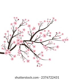Cherry blossom with watercolor Sakura flower. Cherry blossom branch with pink Sakura flower blooming. Realistic watercolor cherry flower vector. Cherry blossom branch with pink flower blooming.