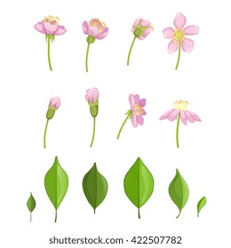 Cherry Blossoming Stages Hand Drawn Detailed Vector Illustration In Beautiful Realistic Style On White Background