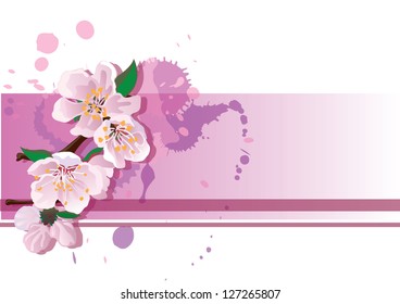 cherry blossoms