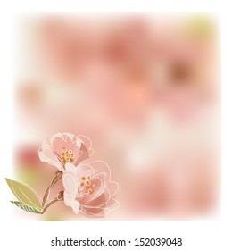 cherry blossoms