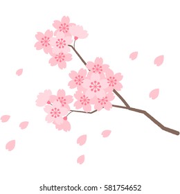 cherry blossoms