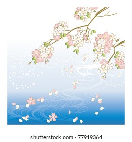 Cherry blossoms