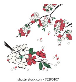Cherry blossoms
