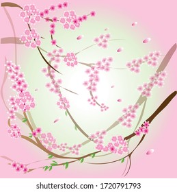 Cherry blossoms background contains beauty in Japan in spring.