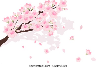 Cherry blossoms background illustration material