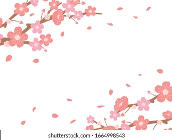 Cherry blossoms background illustration ( spring season theme ) 