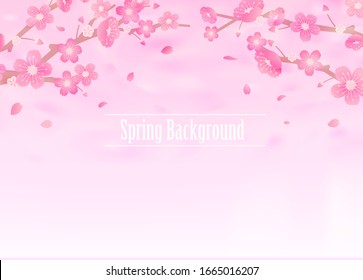 Cherry blossoms background illustration ( spring season theme ) 
