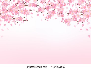 Cherry blossoms background, vector illustration