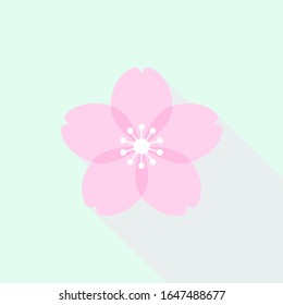 Cherry blossoms bloom concept.Pretty pink flower SAKURA on pastel blue background. Translation - Sakura is
Cherry blossoms in Japanese.