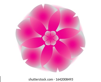cherry blossoms bloom in spring
