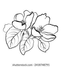 cherry blossoms blooming vector illustration