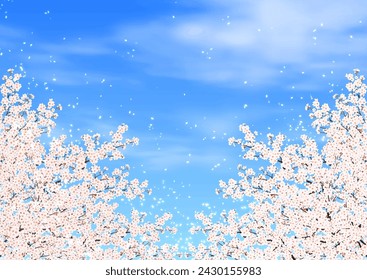 cherry blossoms cherry blossom snowstorm blue sky background