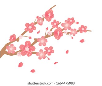 Cherry blossoms branches illustration (spring season theme )