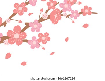 Cherry blossoms branches illustration (spring season theme )