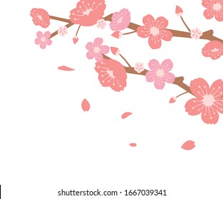 Cherry blossoms branches illustration (spring season theme )