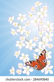 cherry blossoms and butterflies on a background of blue sky