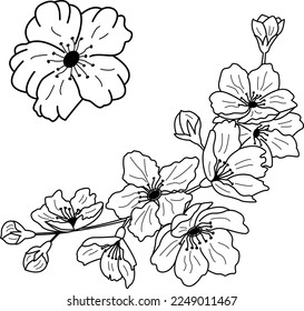 Flores de cerezo para el libro de colorantes. Una rama de florecimiento de cerezos primaverales. Ilustración vectorial de las flores de cerezo rosa