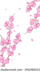 Cherry blossoms flower pink frame