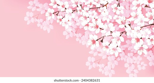 Cherry Blossoms Flower Spring Landscape Background