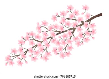 Cherry blossoms Flowers Spring background