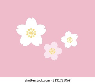 Cherry blossoms in full bloom 3