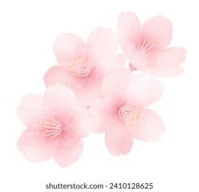 Cherry blossoms in full bloom. Cute hand painted spring flower. Watercolor illustration.