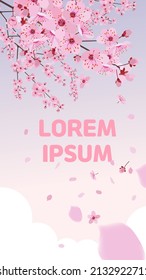 Cherry blossoms are in full bloom and cherry blossoms are falling