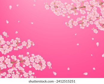 Cherry blossoms in full bloom frame