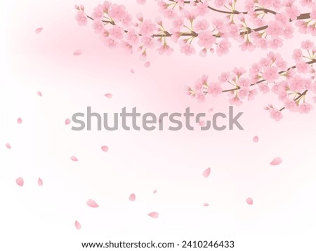 Cherry blossoms in full bloom frame background