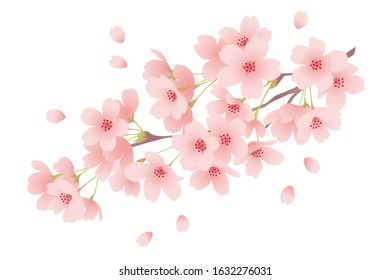 Cherry blossoms in full bloom on white background, image of spring