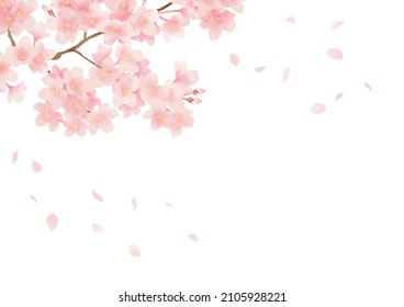 Cherry blossoms in full bloom and petals frame. Spring flower background. Watercolor.  Vector illustration.