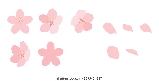 Cherry blossoms in full bloom. Set of cherry blossom petal icons and decorations. Illustration material of cute spring flowers.