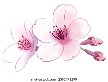 Cherry blossoms. Hand-painted style flowers.